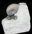 Silurial Gastropod (Platyostoma) + Brachiopods, Indiana #23278-1